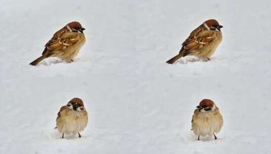 冬天厚厚的积雪雪地上觅食的小麻雀高清在线视频素材下载