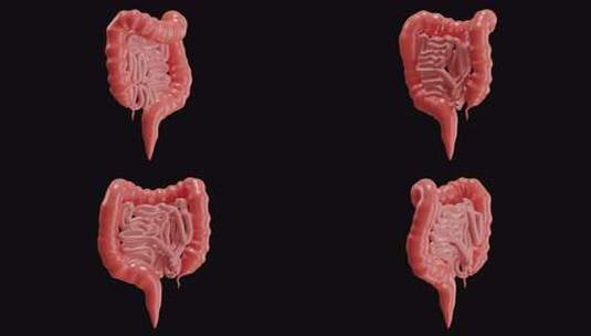 小肠胃肠道3D动画|阿尔法通道高清在线视频素材下载