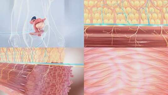 肌肉组织 瘦身减肥  细胞血管经络 中医电疗高清在线视频素材下载