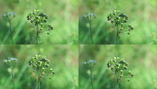 秋天阳光下成熟的韭菜菜籽特写高清在线视频素材下载