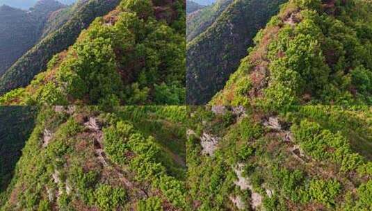 三峡红叶高清在线视频素材下载