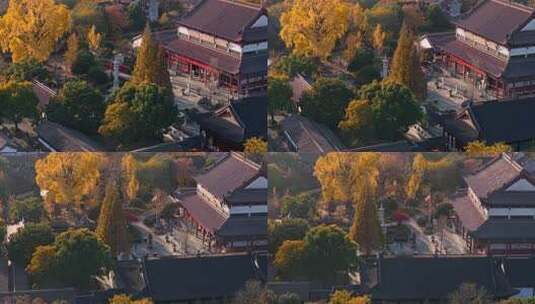 浙江嘉兴梅花洲石佛寺千年银杏航拍高清在线视频素材下载