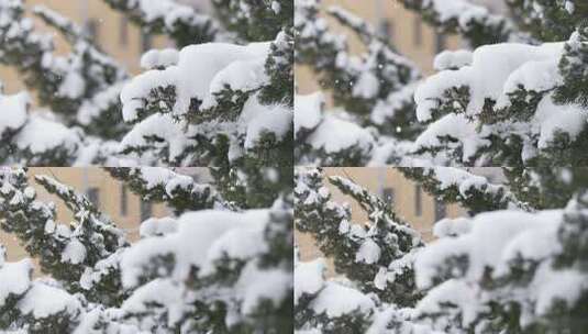 冬天下雪唯美雪景松树枝头被雪覆盖高清在线视频素材下载