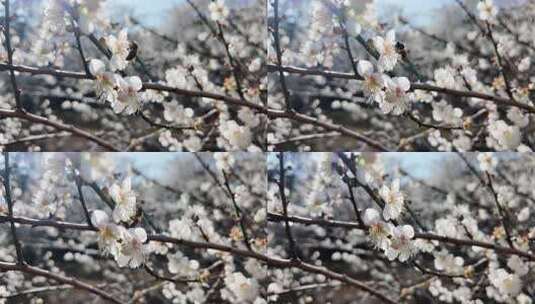 中国广东省广州市从化区广州流溪梅花节高清在线视频素材下载