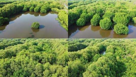沼泽中生长的红树林高清在线视频素材下载