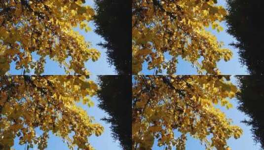 秋季的树冠高清在线视频素材下载