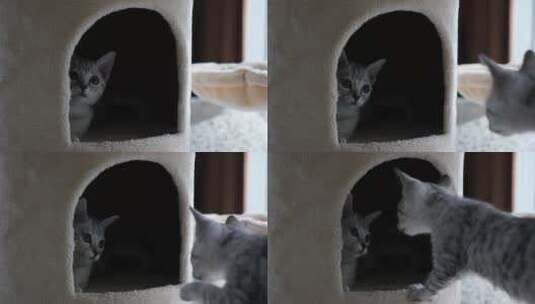 可爱的猫在房子里特写高清在线视频素材下载