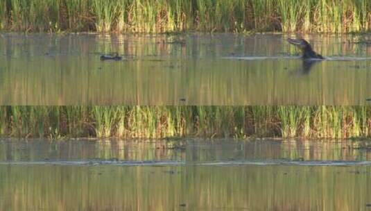 鳄鱼从沼泽中浮现并下潜高清在线视频素材下载