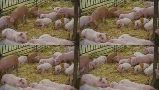 现代农业养猪场高清在线视频素材下载