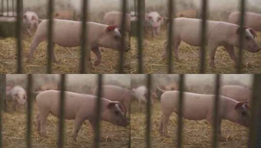 猪场里的小猪高清在线视频素材下载