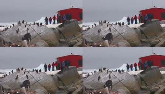 南极洲研究站的科学家和企鹅高清在线视频素材下载