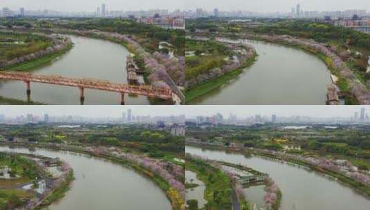 广州海珠湿地紫荆花高清在线视频素材下载