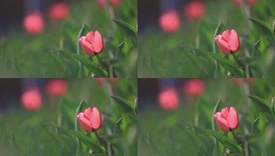 济南泉城广场郁金香花朵高清在线视频素材下载