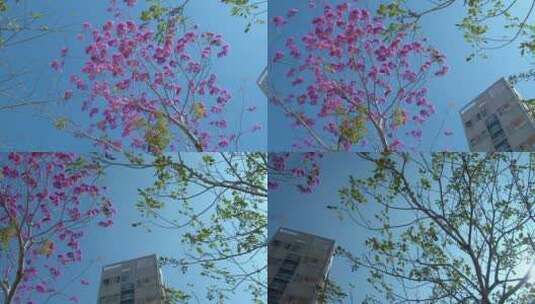 蓝天下的深圳市花粉红色勒杜鹃高清在线视频素材下载