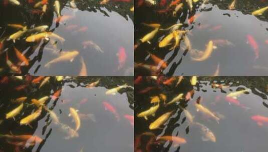 畅游的锦鲤观赏鱼高清在线视频素材下载