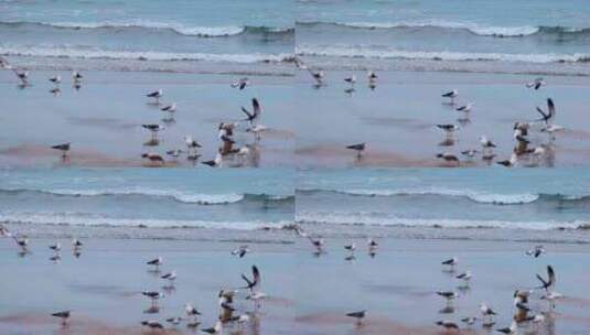 旅游海滨城市沙滩上成群的海鸥高清在线视频素材下载