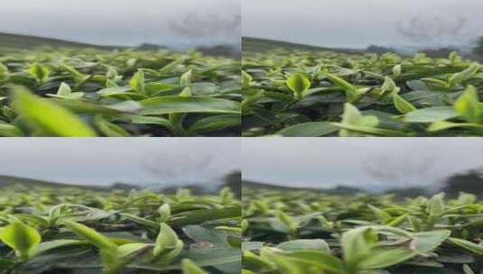 采茶4K实拍视频高清在线视频素材下载