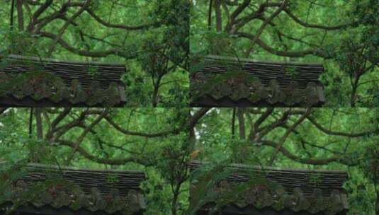 111 杭州 寺庙 古建筑 下雨天 屋檐高清在线视频素材下载