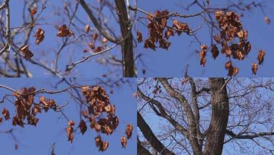 【镜头合集】大自然落叶枯木冬季天空刮风高清在线视频素材下载