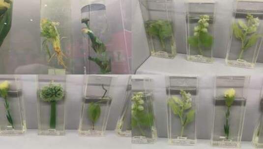 【镜头合集】装饰用植物标本生物标本高清在线视频素材下载