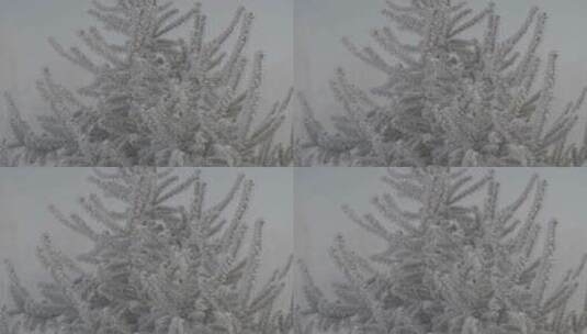 雾凇日出冬季风景高清在线视频素材下载