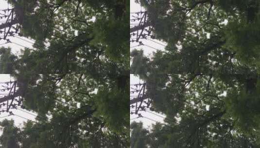 北京胡同的鸟叫声太好听了1高清在线视频素材下载