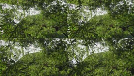 竹叶 竹子 草本植物 绿叶 阳光 竹高清在线视频素材下载