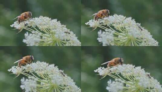 4k实拍蜜蜂采花粉花朵视频 3高清在线视频素材下载