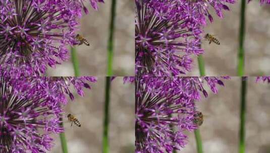 一只蜜蜂围着一朵紫花飞来飞去高清在线视频素材下载