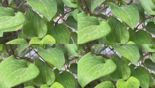 铁线莲植物叶子特写镜头高清在线视频素材下载