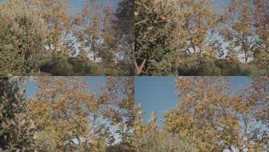秋天来了叶子黄了树木树叶 (6)高清在线视频素材下载
