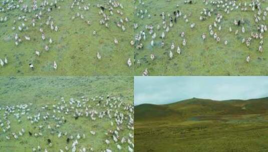 航拍羊群草地甘孜高原草原高清在线视频素材下载