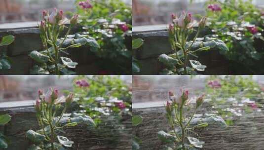 水滴打在花蕾上的特写慢镜头高清在线视频素材下载