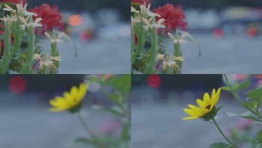 广州街边的绿色植物小黄花高清在线视频素材下载