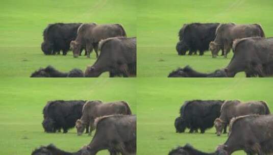 在绿色山谷中吃草的水牛高清在线视频素材下载