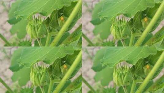 麻梭子植物高清在线视频素材下载