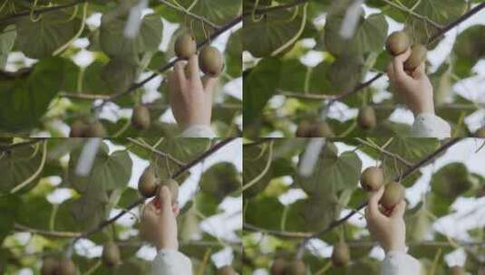 从丰产的藤蔓上采摘中华猕猴桃高清在线视频素材下载