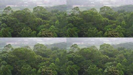 森林下雨狂风暴雨风吹雨打树丛树林大风大雨高清在线视频素材下载