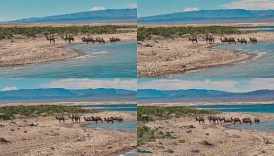 乌伦古湖骆驼高清在线视频素材下载