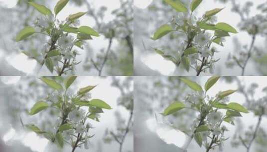 梨花 空镜头 白色的梨花高清在线视频素材下载