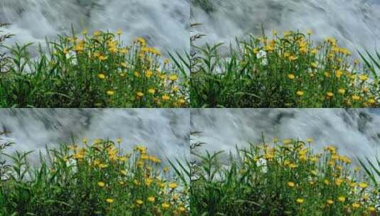 溪流旁边美丽的雏菊花朵 美丽的野花高清在线视频素材下载