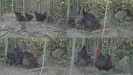 广东农村野外养鸡高清在线视频素材下载