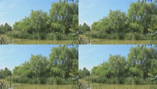公园湖边柳树高清在线视频素材下载