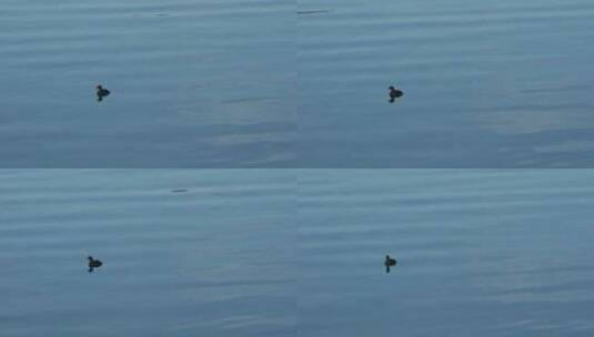 傍晚湖水中的鸭子视频素材高清在线视频素材下载