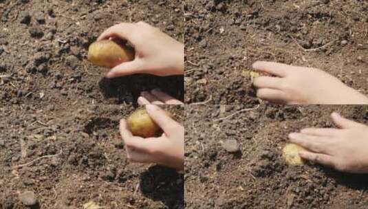 年轻女子在收获季节从地上挖土豆的特写镜头高清在线视频素材下载