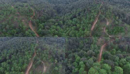 原始森林穿行云南山区汽车穿越松树林远景高清在线视频素材下载