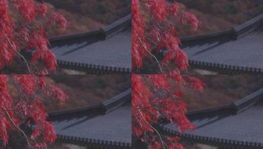 韩国五台山秋景 红树枝随风摇摆 青瓦屋檐高清在线视频素材下载