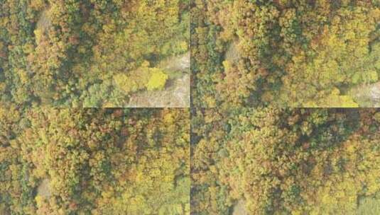 航拍森林秋景  秋天的森林高清在线视频素材下载