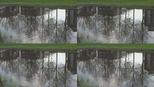 芦苇树倒映在水中高清在线视频素材下载