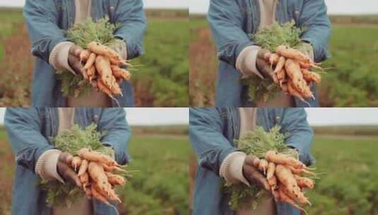 农夫手捧胡萝卜的特写高清在线视频素材下载